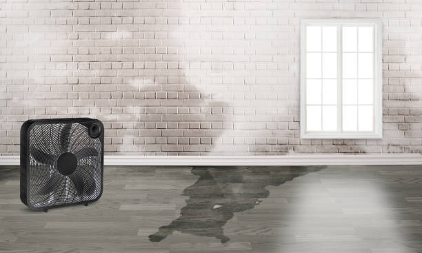 Best Professional water damage repair  in Crested Butte, CO