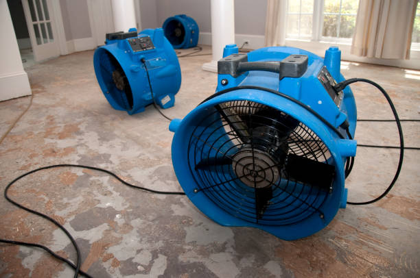 Best Local water damage restoration  in Crested Butte, CO