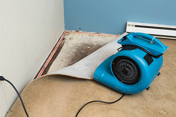 Best Water damage restoration insurance claims  in Crested Butte, CO